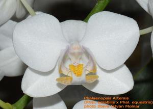 Phalaenopsis Artemis