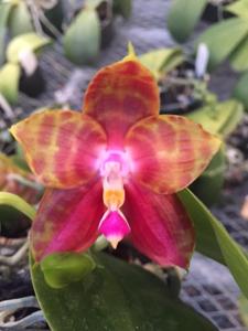Phalaenopsis Pylo's Novelty