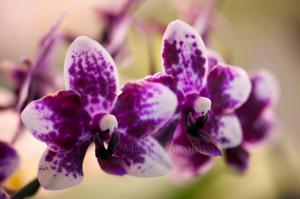 Phalaenopsis Sogo Chabstic