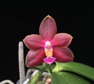 <i>Phalaenopsis</i> Pylo's Bunny
