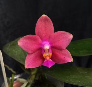 <i>Phalaenopsis</i> Pylo's Cupid Pearl