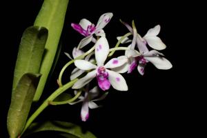 Vandachostylis Pinky