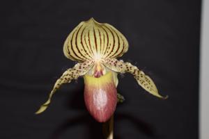 <i>Paphiopedilum</i> Zycleon