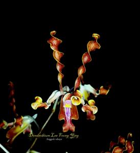Dendrobium Lee Foong Ying