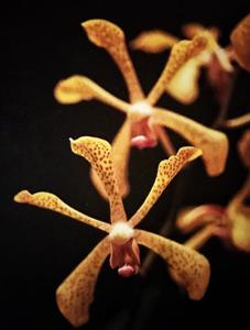 <i>Aranda</i> Alastair