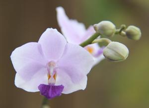 <i>Phalaenopsis</i> Siam Treasure
