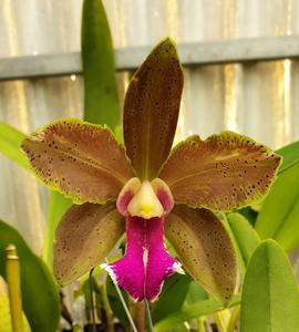 Rhyncholaeliocattleya Vaupes Sunrise-Great Green Goddess