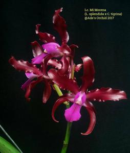 Laeliocattleya Mi Morena