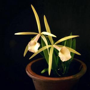 Brassocattleya Chariya