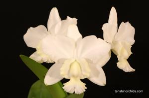 Cattleya dolosa