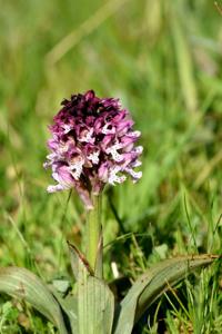 Neotinea dietrichiana nothosubsp. bugarachensis