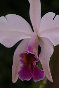 Laeliocattleya Caligula