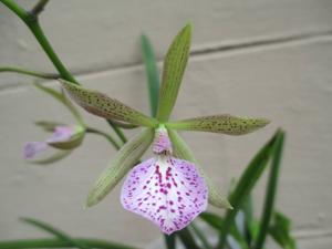 <i>Encyvola</i> cordata-tampensis