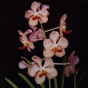 Papilionanda Patricia Low