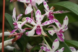 Vandachostylis Pinky