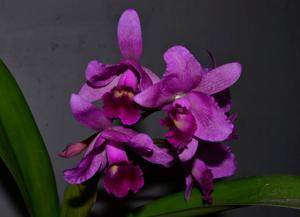 Cattlianthe Portia
