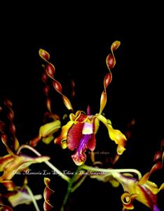 Dendrobium Riverside Secondary School