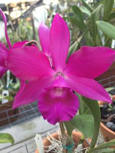 <i>Enanthleya</i> Secret Love-cordigera