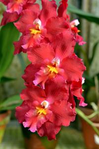 Oncidium Feuerschein