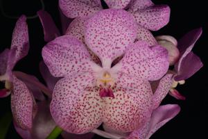 Vanda Golamco's Blue Magic-Tubtim Velvet
