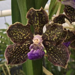 Papilionanda Tommy Ljunggren
