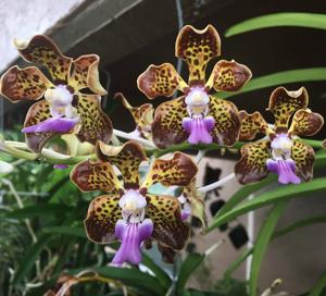 Papilionanda Motes Toledo Blue
