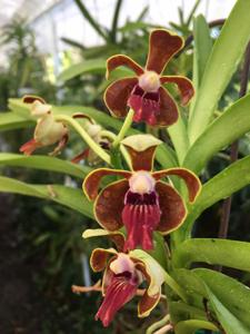 <i>Vanda</i> Limbo Dancer