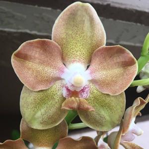 <i>Vanda</i> Xena