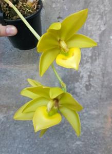 <i>Cycnodes</i> Jumbo Revolution