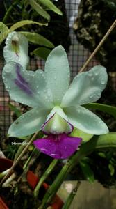 Cattleya Dakao