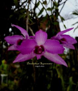 Dendrobium Supernestor