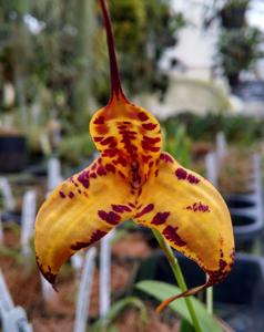 Masdevallia Pixie Snow Leopard-Lemon Glow