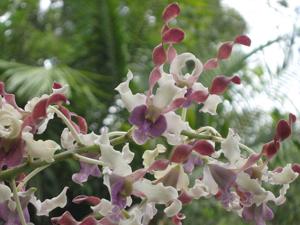 Dendrobium Tosons
