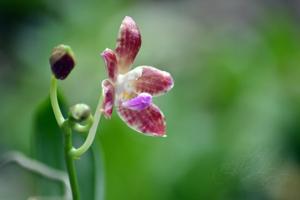 Phalaenopsis Or Singer