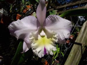 Rhyncholaeliocattleya Mystic Lady