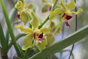 <i>Paravanda</i> laycockii-Kenny Gold