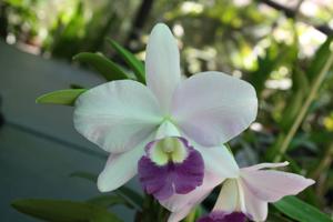 Cattlianthe Busy Bev