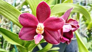 <i>Trichovanda</i> Thai Velvet