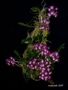 Dendrobium Dream