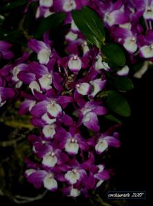Dendrobium Dream