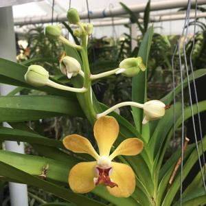 Vanda Orchidom Sunshine
