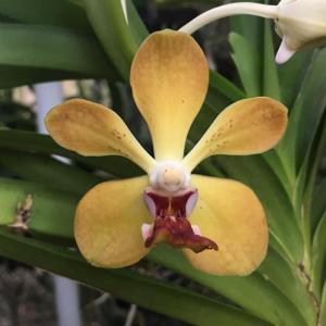 Vanda Orchidom Sunshine