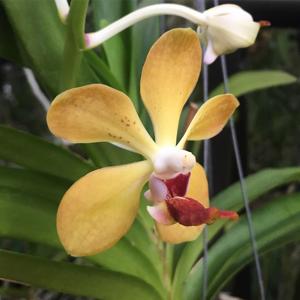 Vanda Orchidom Sunshine