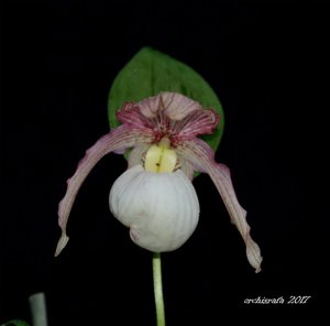 Cypripedium Philipp