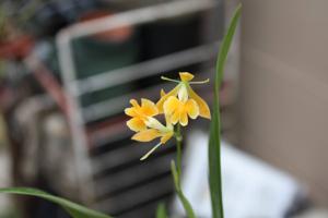 Epidendrum Yellow Fly