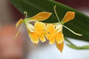<i>Epidendrum</i> Yellow Fly