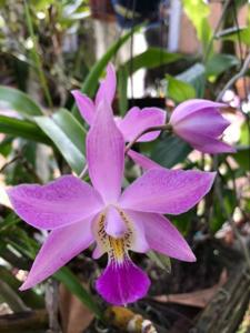 <i>Laeliocatarthron</i> Amethyst Snowflake