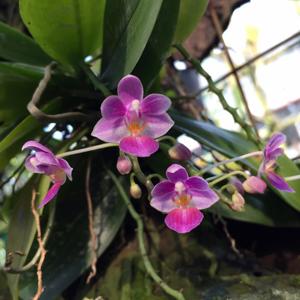 Phalaenopsis Tassanee Jongdamkerng