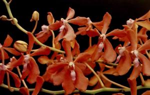 <i>Renantanda</i> Storiata