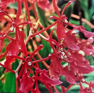 <i>Renanthera</i> Ahmad
